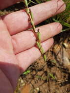 Image of Tassel orchid