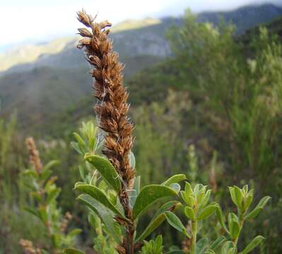 Image of Otholobium spicatum (L.) C. H. Stirt.