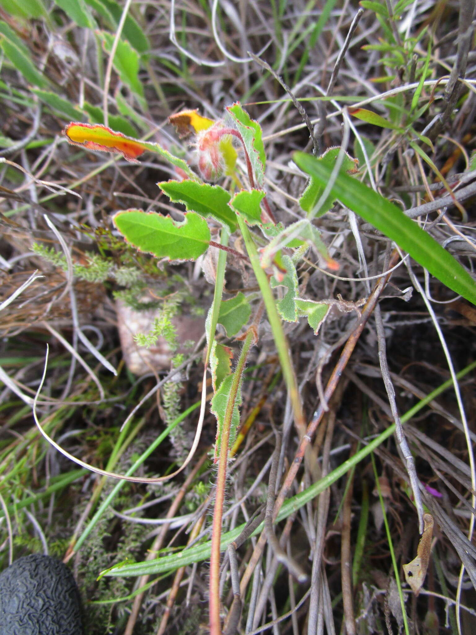 Image of Pelargonium ovale subsp. veronicifolium (Eckl. & Zeyh.) L. Hugo