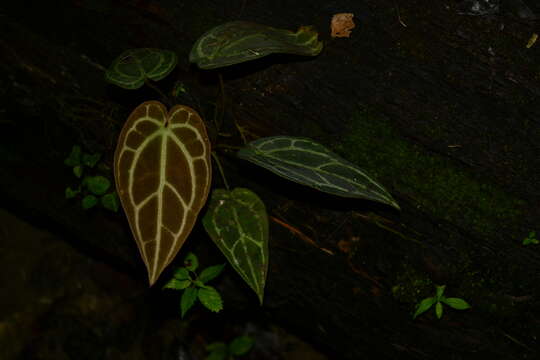 Imagem de Anthurium crystallinum Linden & André