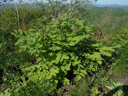 Image de Aralia continentalis Kitag.