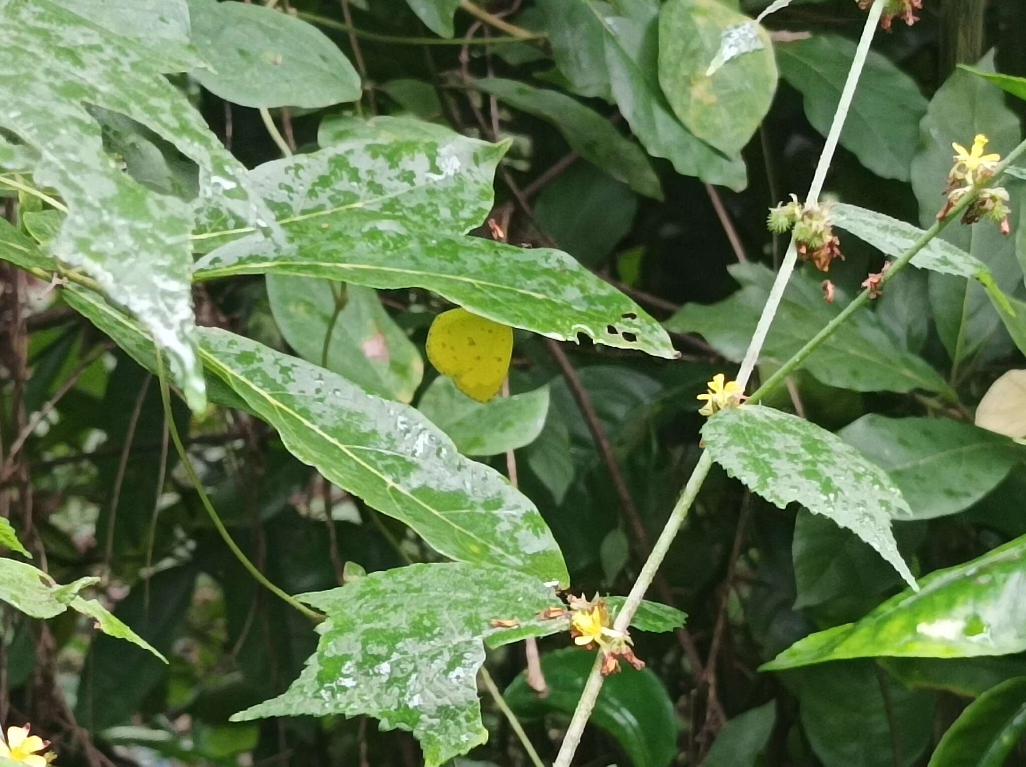 Слика од <i>Eurema hecabe sulphurata</i> (Butler 1876)