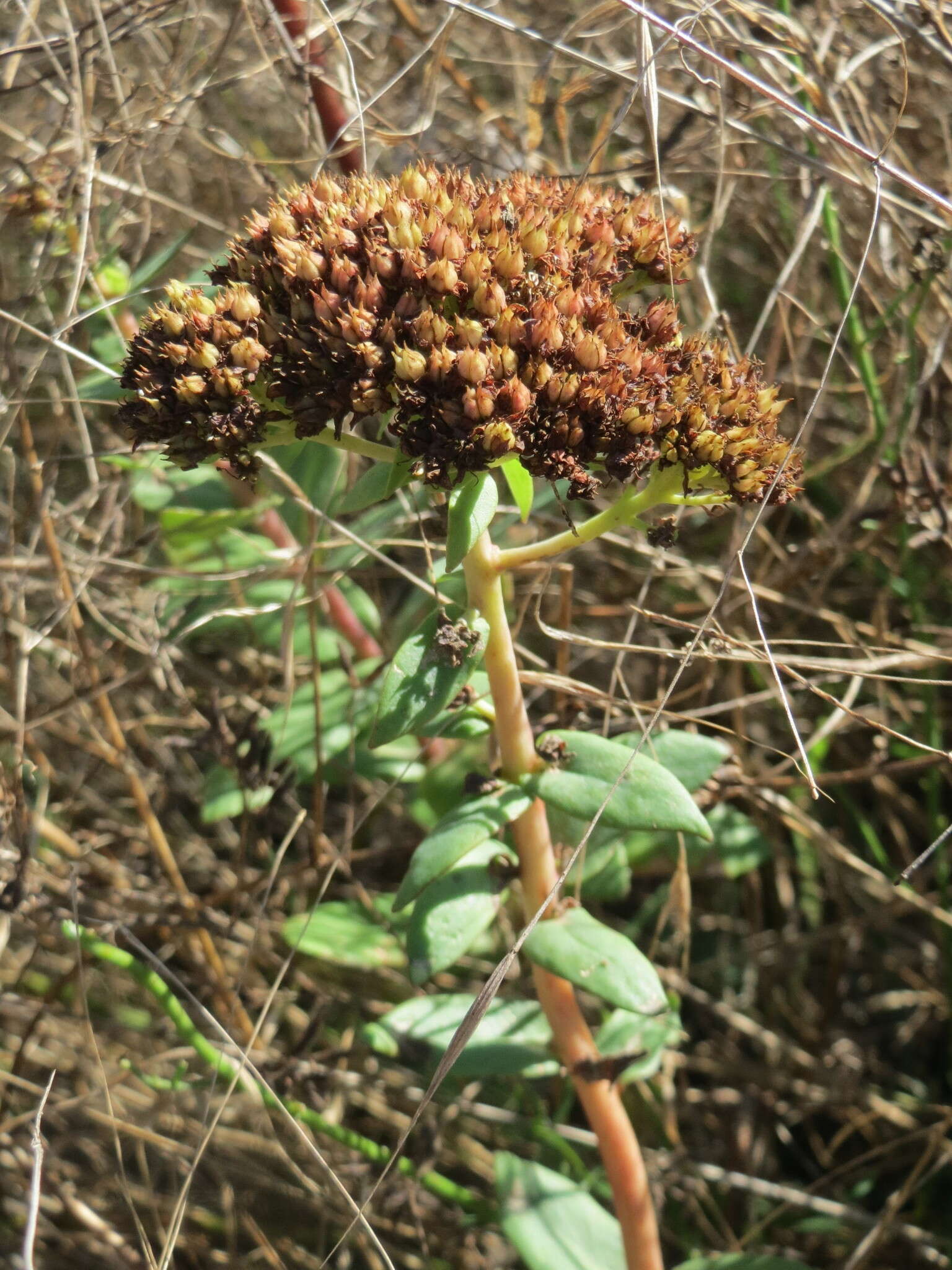 Hylotelephium telephium (L.) H. Ohba resmi