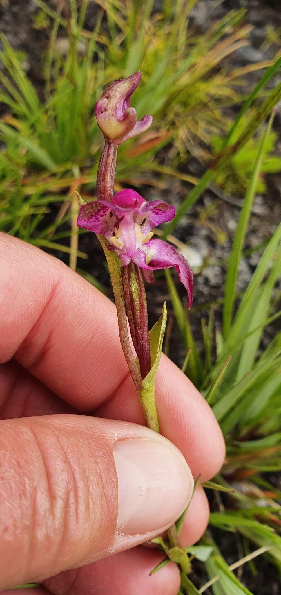 Image of Disperis paludosa Harv. ex Lindl.