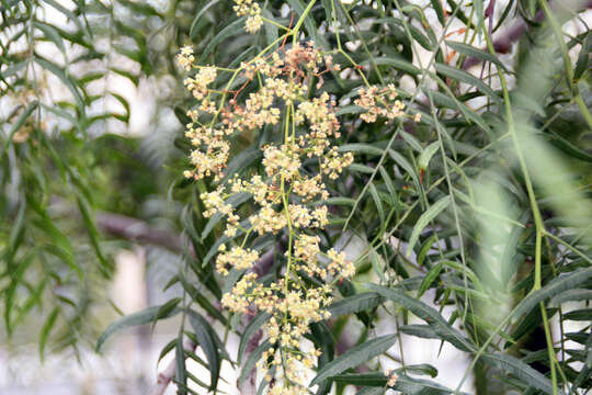 Image of Peruvian peppertree