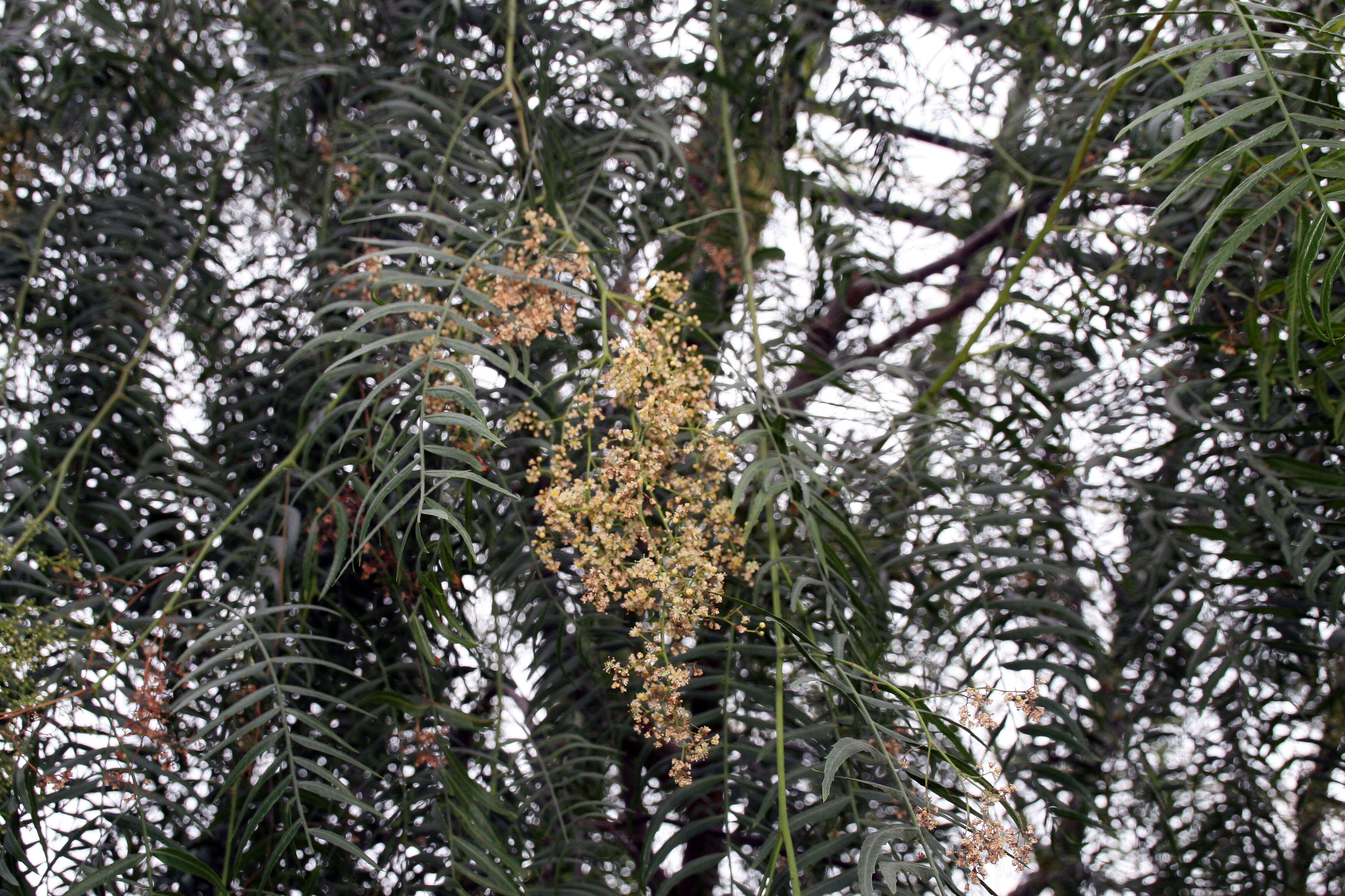 Image of Peruvian peppertree