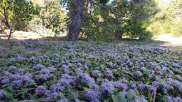 Image of Ceanothus divergens var. occidentalis (Mc Minn) D. O. Burge