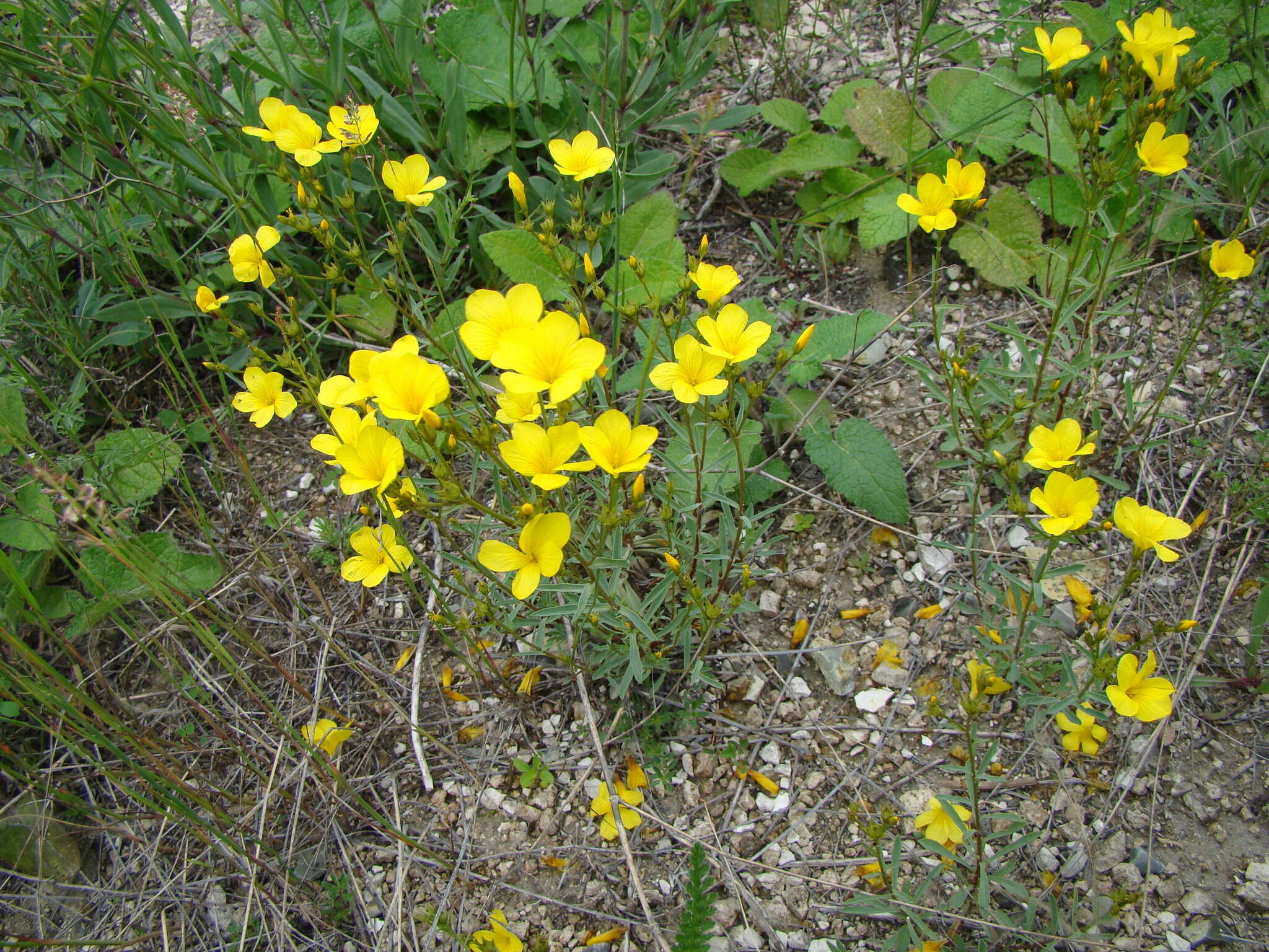 Imagem de Linum ucranicum Czern. ex Gruner