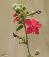 Image of Hibiscus aponeurus Sprague & Hutchinson