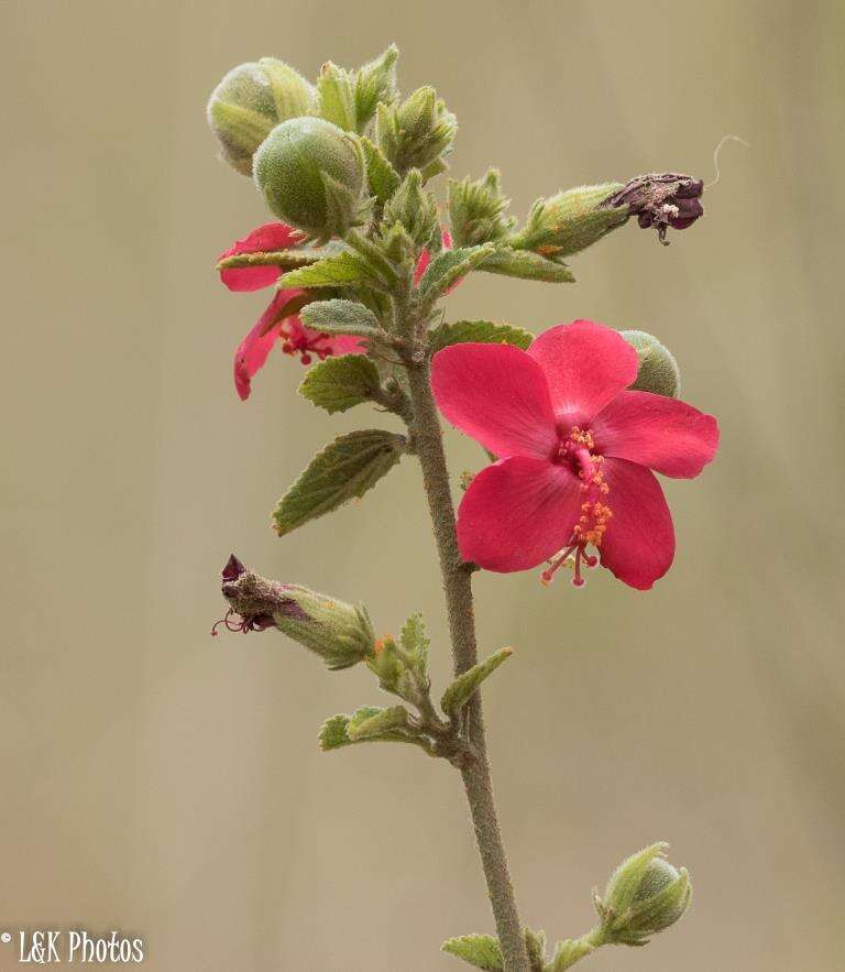 Imagem de Hibiscus aponeurus Sprague & Hutchinson