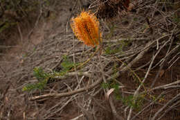 Imagem de Banksia ericifolia subsp. ericifolia