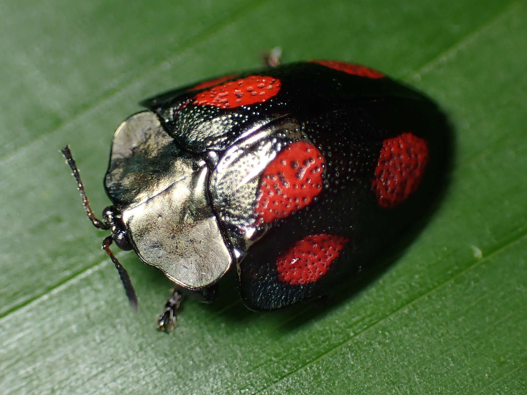 صورة Cyrtonota tristigma (Boheman 1850)