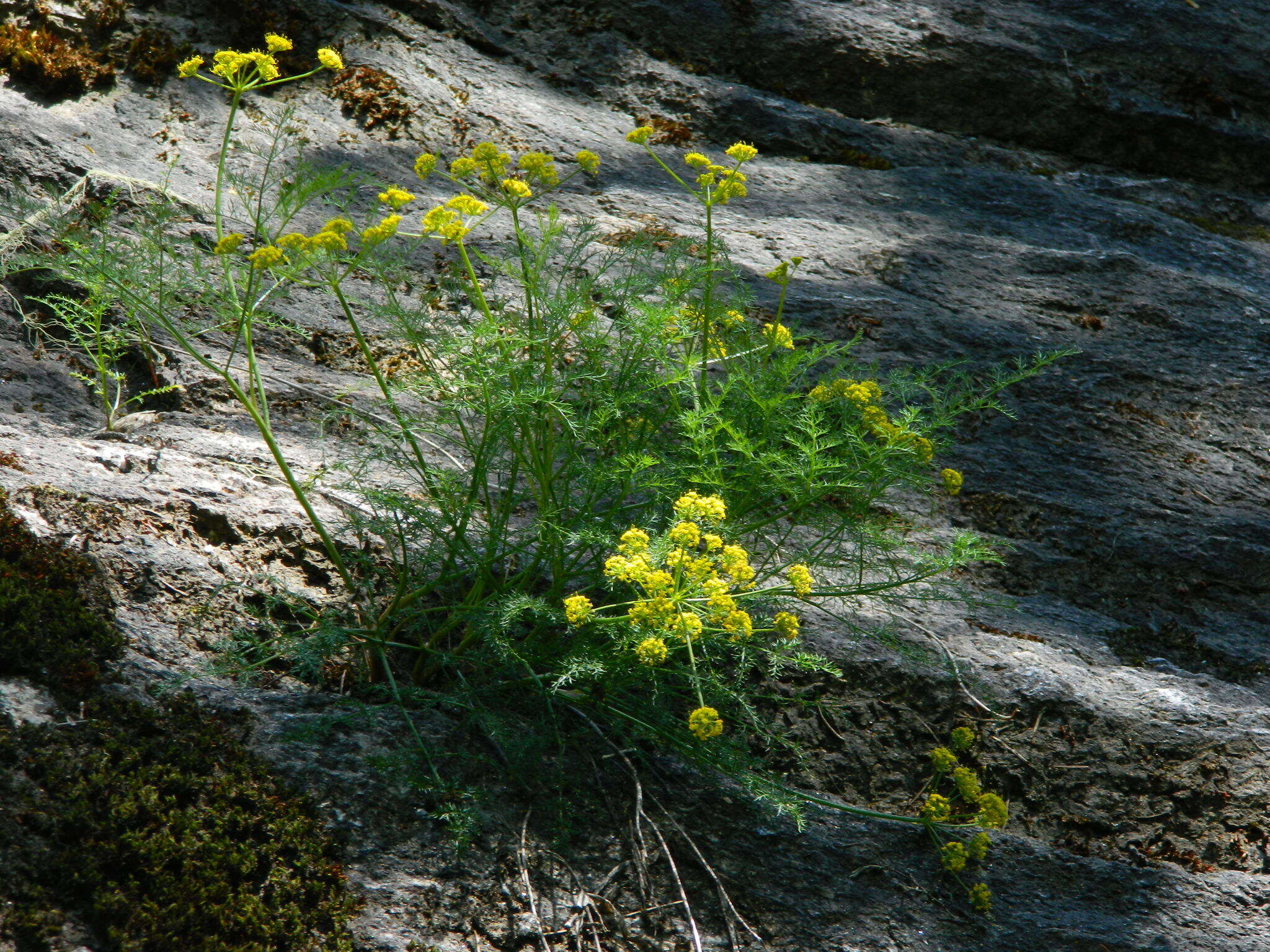 Image of Brunsfeld's desertparsley