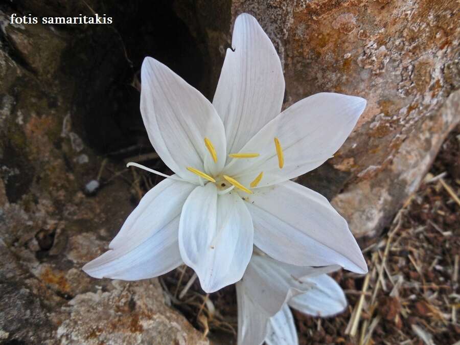 Image of Colchicum macrophyllum B. L. Burtt