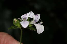 صورة Hypoestes triflora (Forssk.) Roem. & Schult.