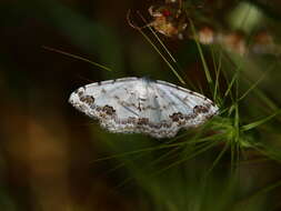 Image of middle lace border