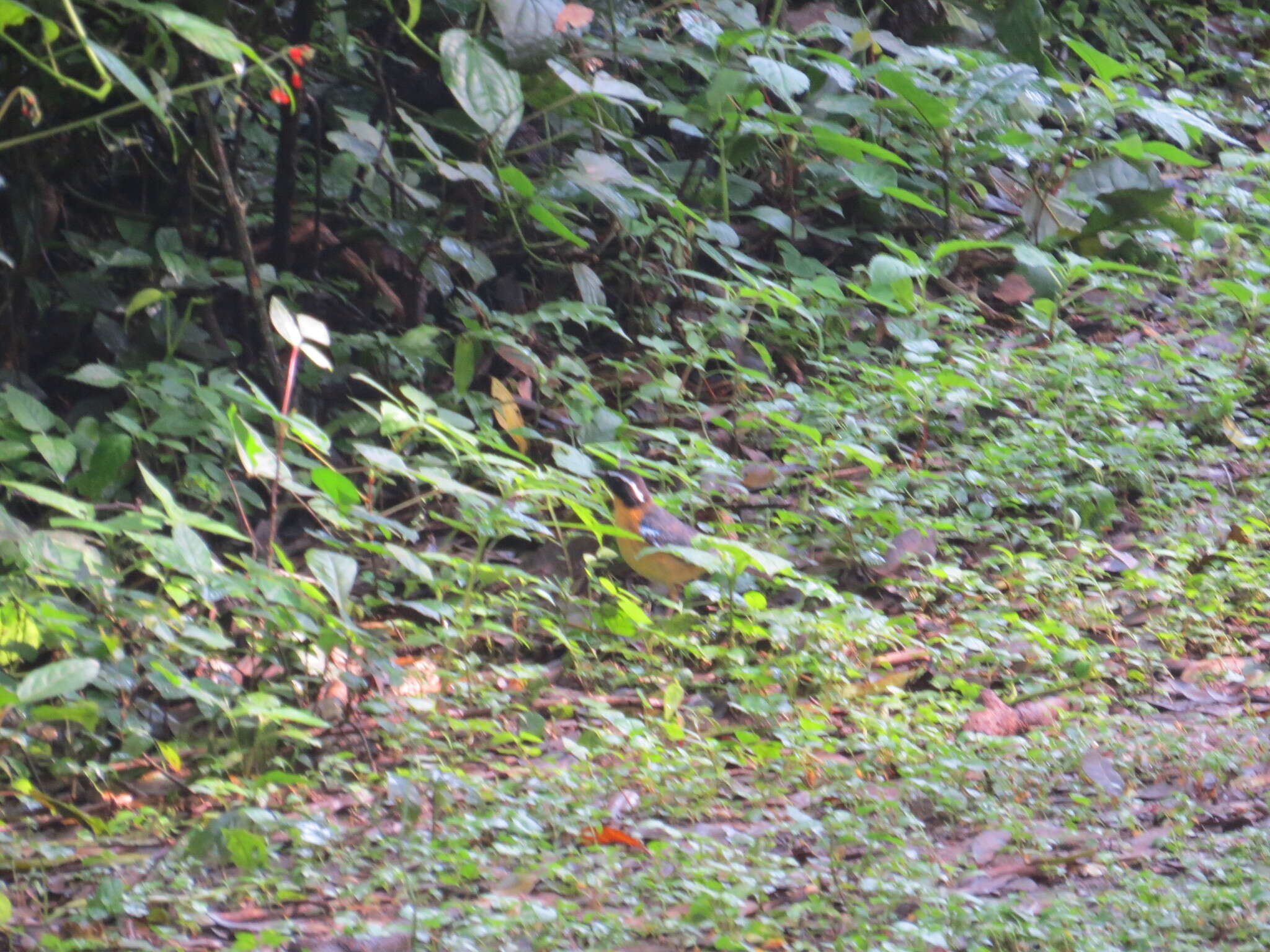 Image of Blue-shouldered Robin