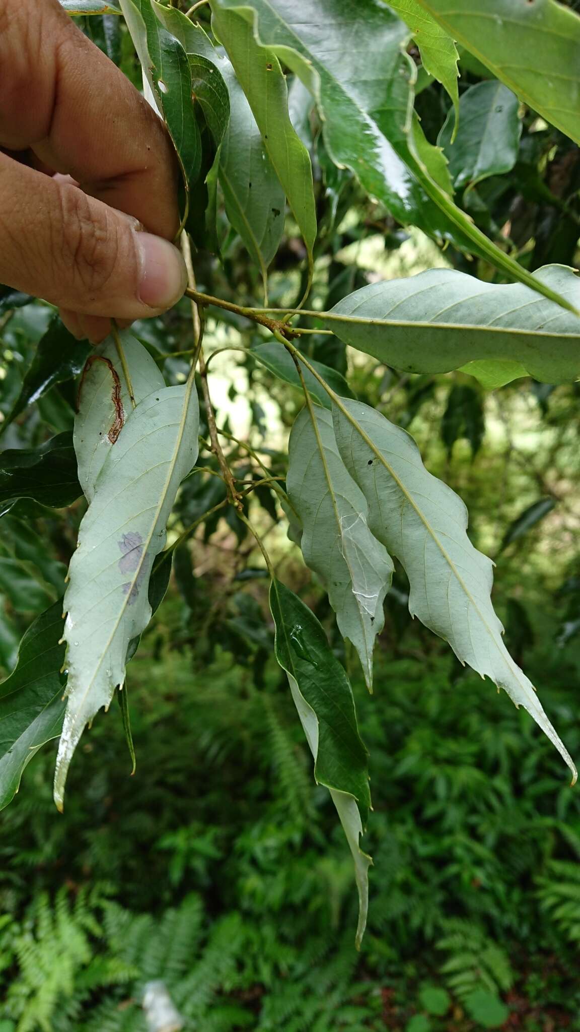 Image of Quercus longinux Hayata