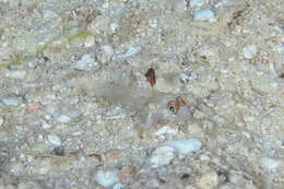 Fusigobius melacron (Randall 2001) resmi