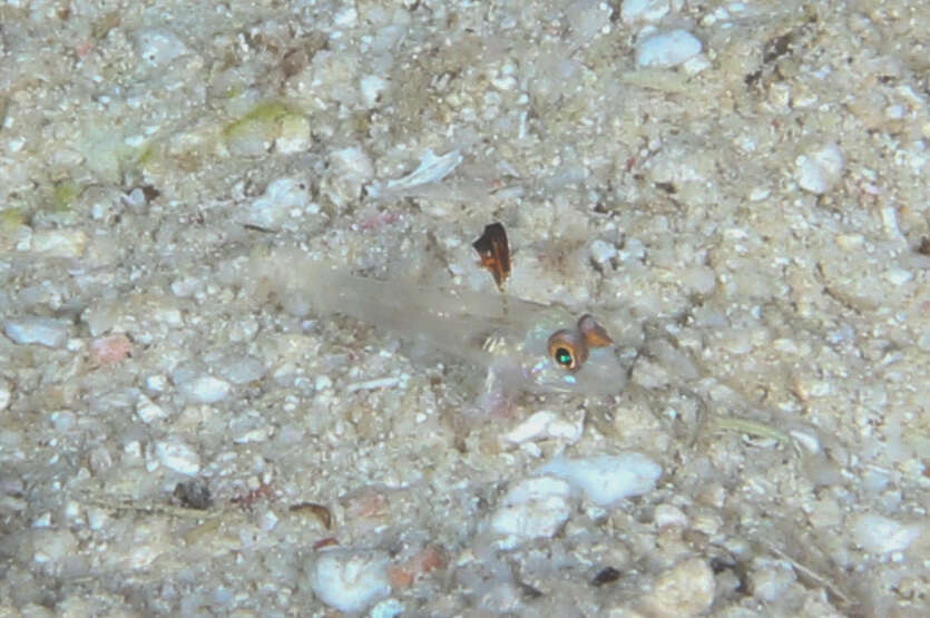 Image of Blacktip sandgoby