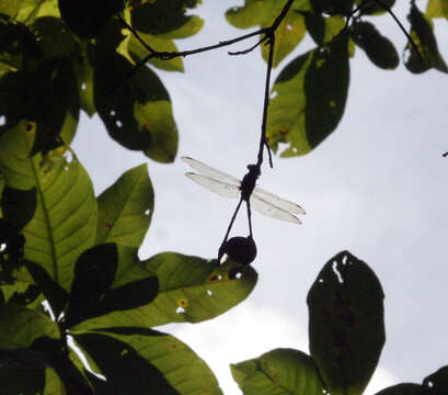 Image of Macrogomphus kerri Fraser 1932