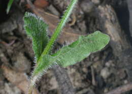 Image of Wahlenbergia gracilenta Lothian