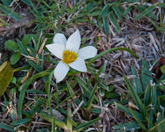 Image of Romulea flava var. flava