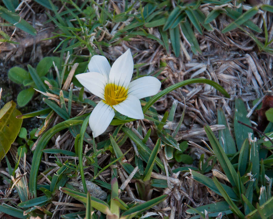 Image of Romulea flava var. flava