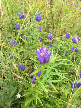 Image of narrowleaf gentian