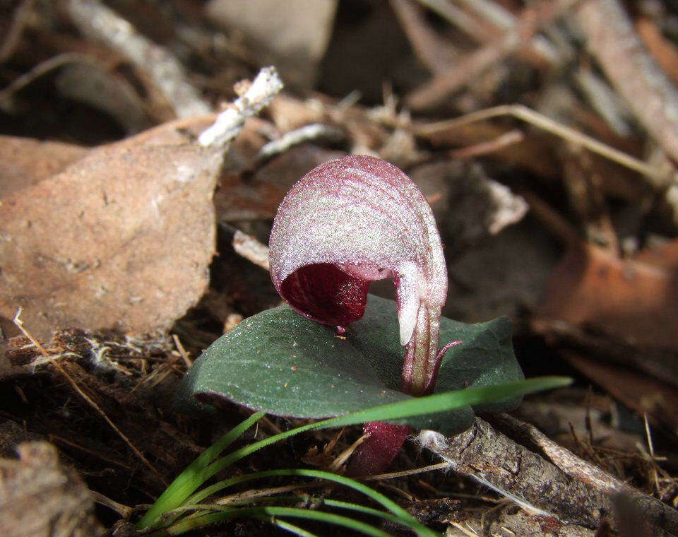 Image de Corybas aconitiflorus Salisb.