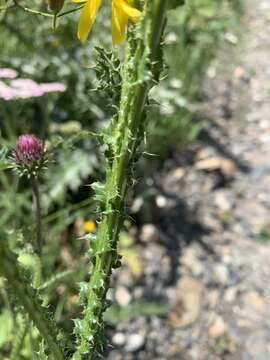 صورة Carduus adpressus C. A. Meyer