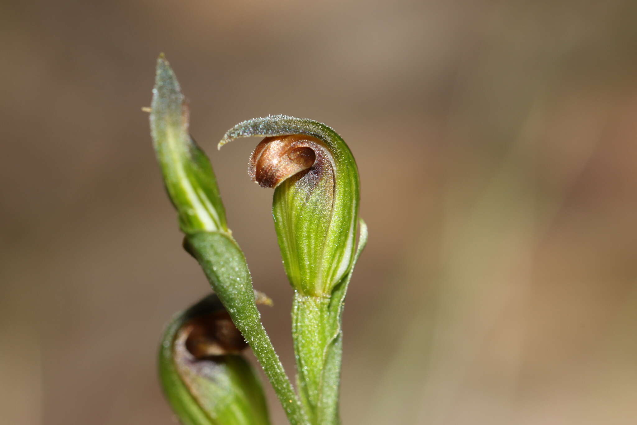 Слика од Pterostylis rubescens (D. L. Jones) G. N. Backh.