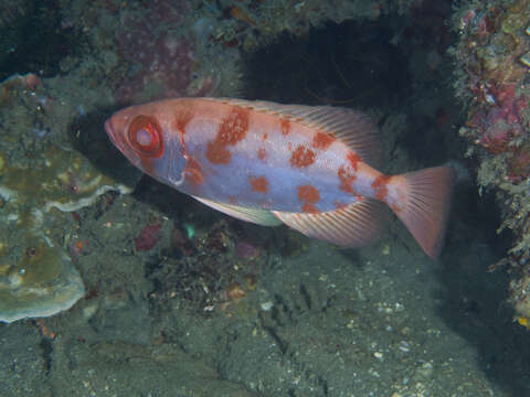 Image of Bloch&#39;s bigeye