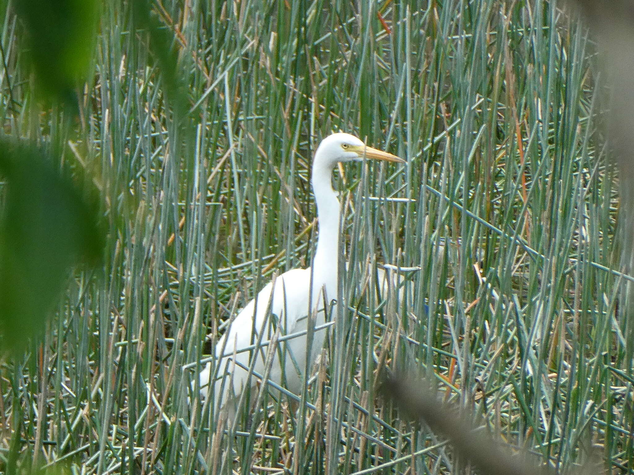 Image of Ardea intermedia plumifera (Gould 1848)