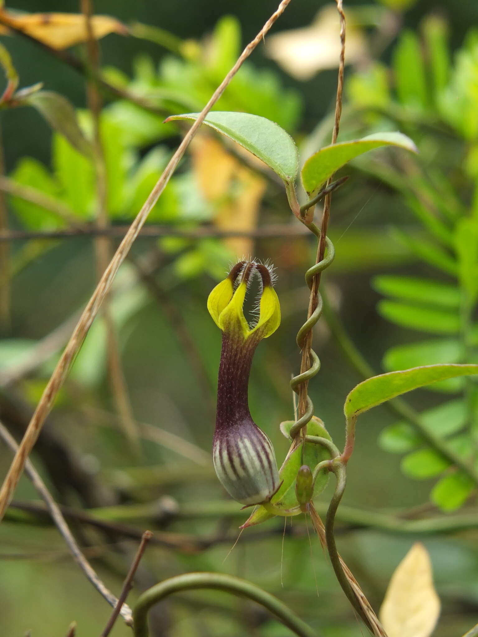 Image of Ceropegia candelabrum subsp. candelabrum