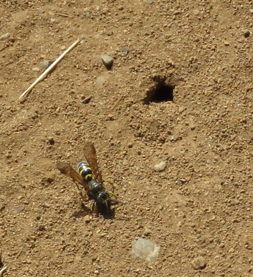 Image of Gorytes atricornis Packard 1867