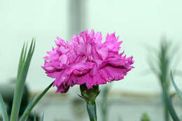 Image of carnation