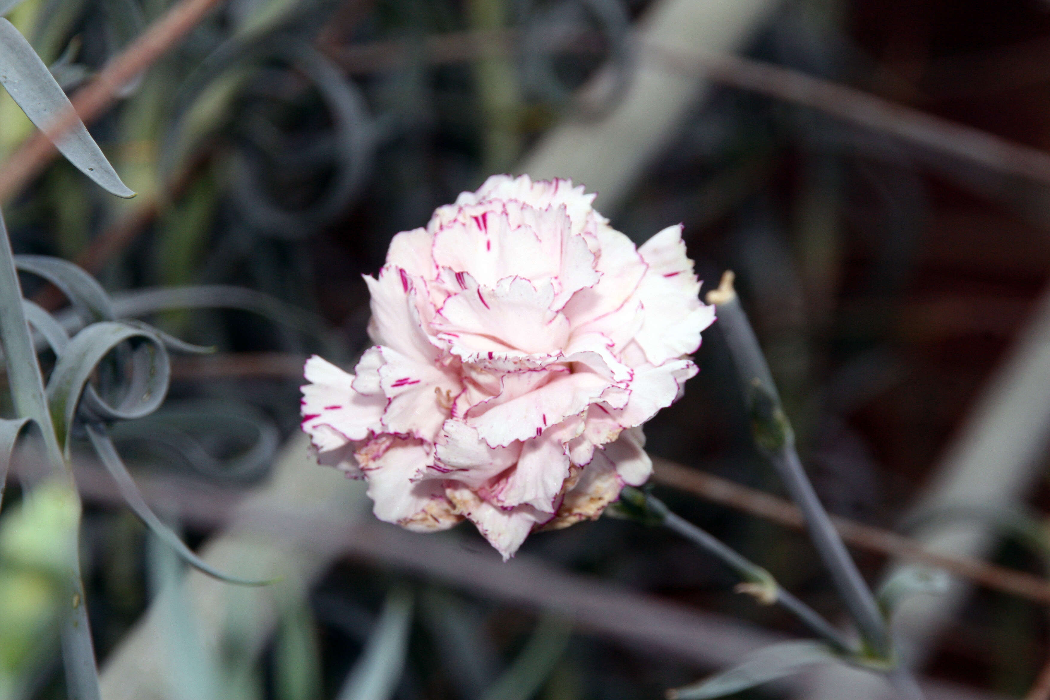 Image of carnation