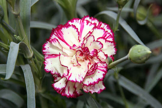 Image of carnation