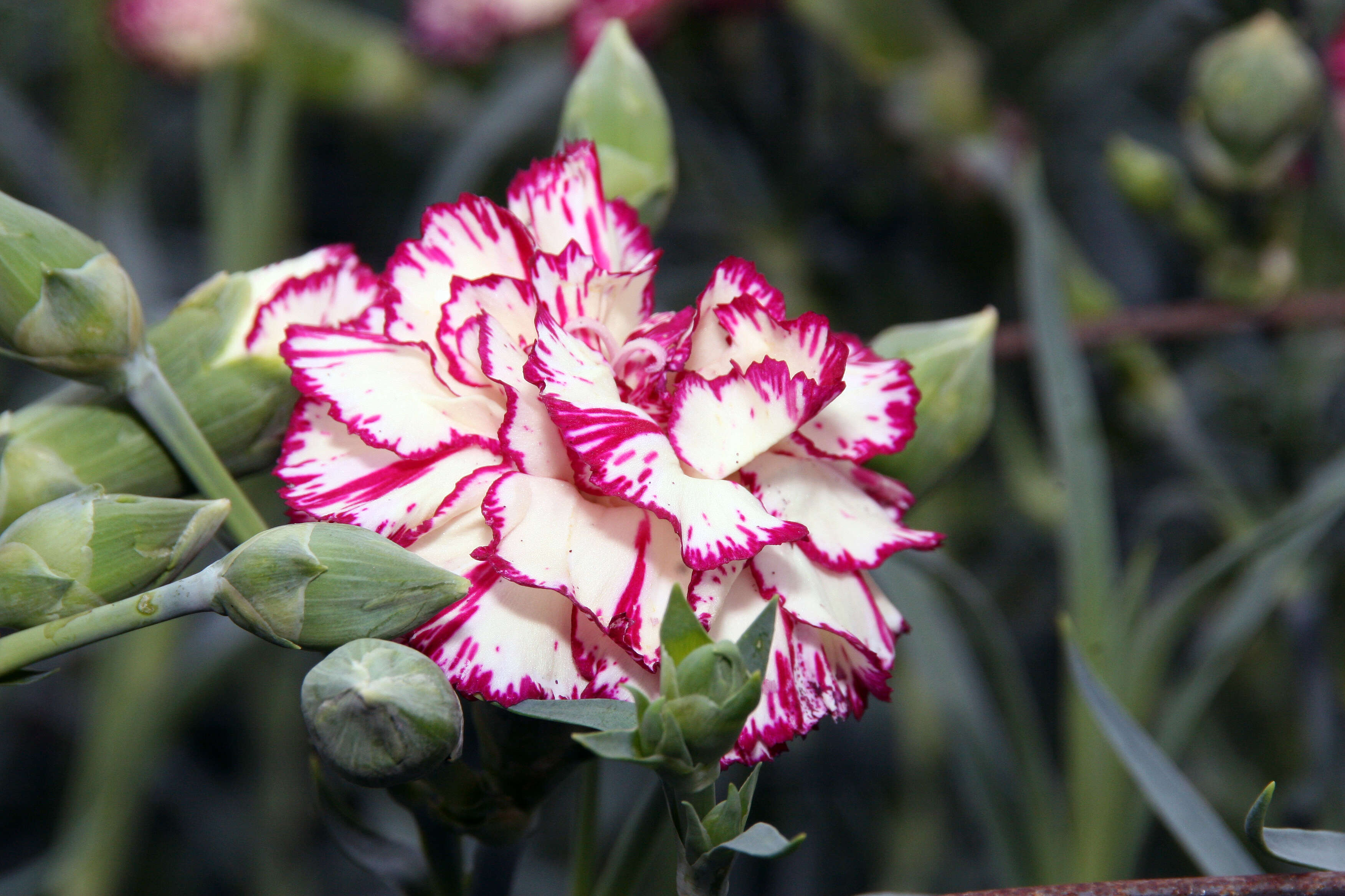 Image of carnation