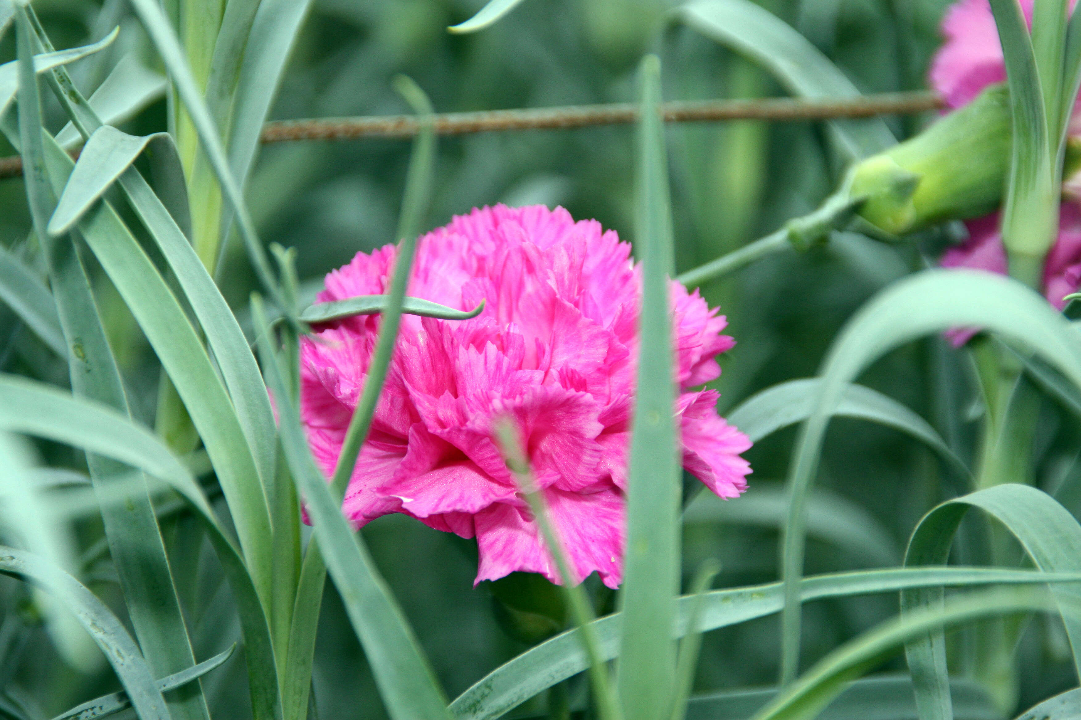 Image of carnation