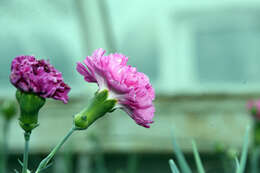 Image of carnation