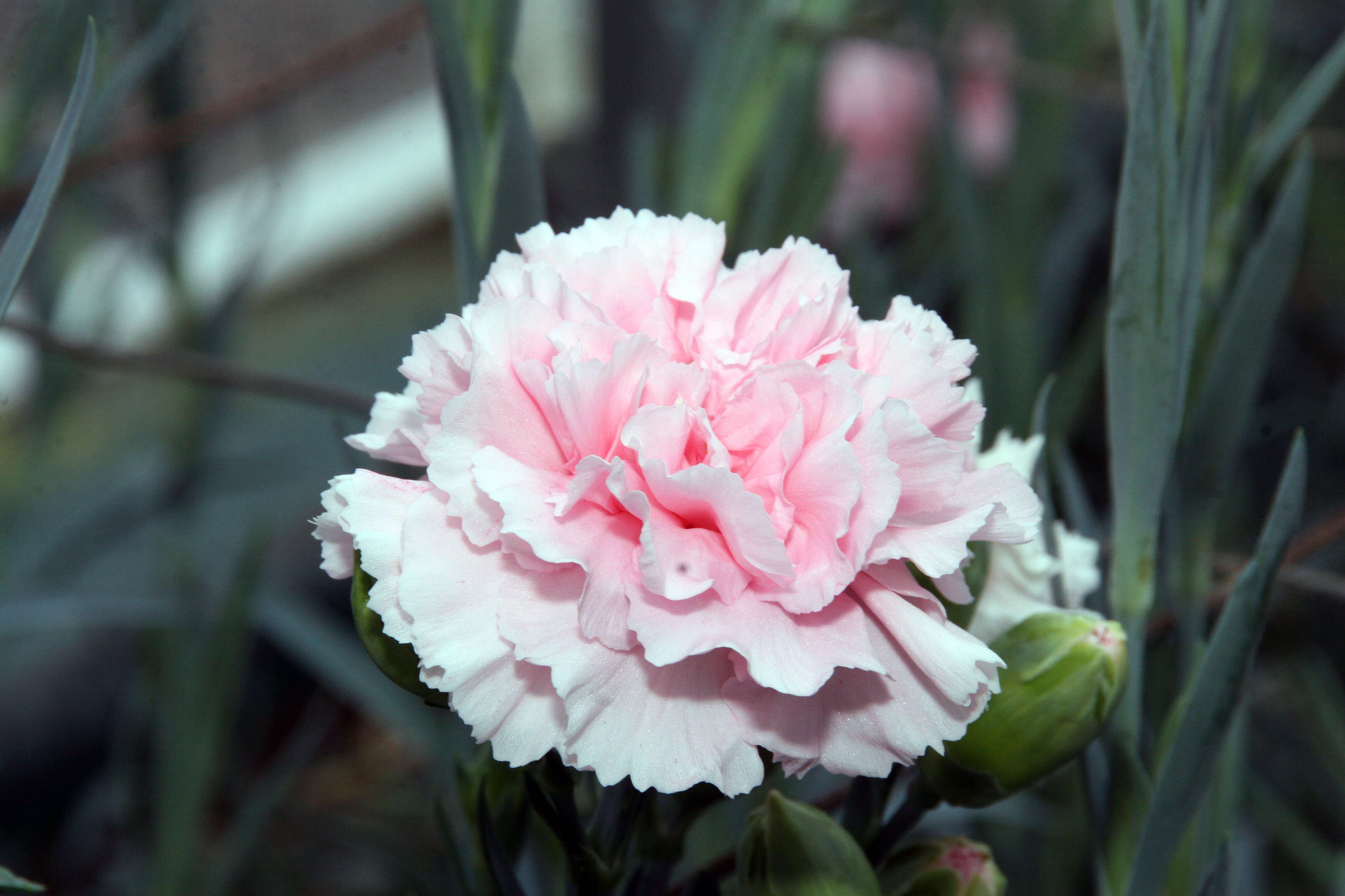 Image of carnation