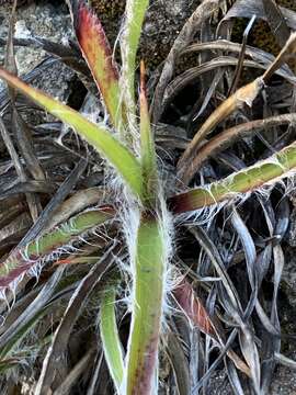 Imagem de Luzula hawaiiensis Buch.