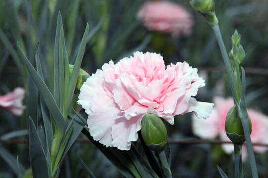 Image of carnation