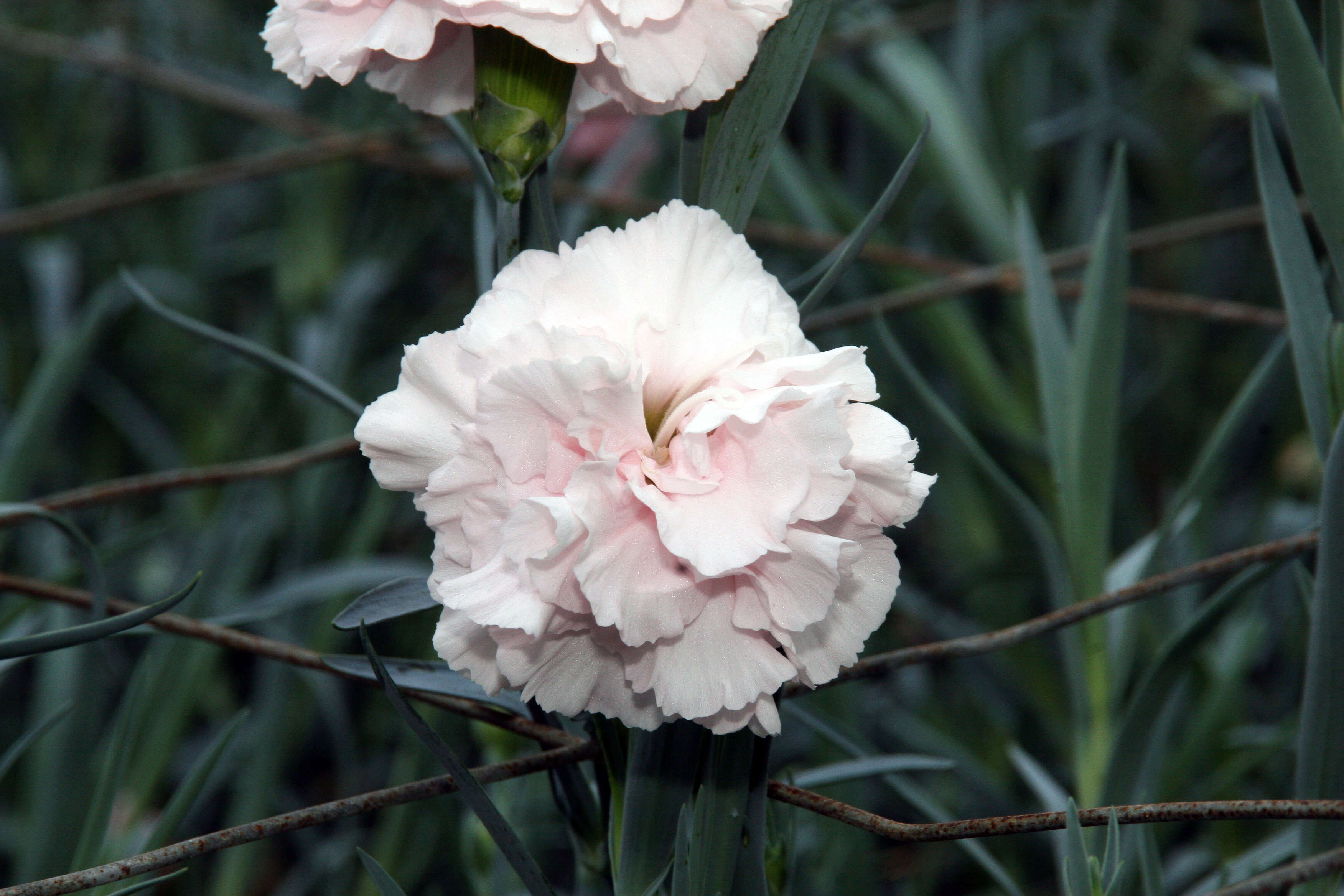 Image of carnation