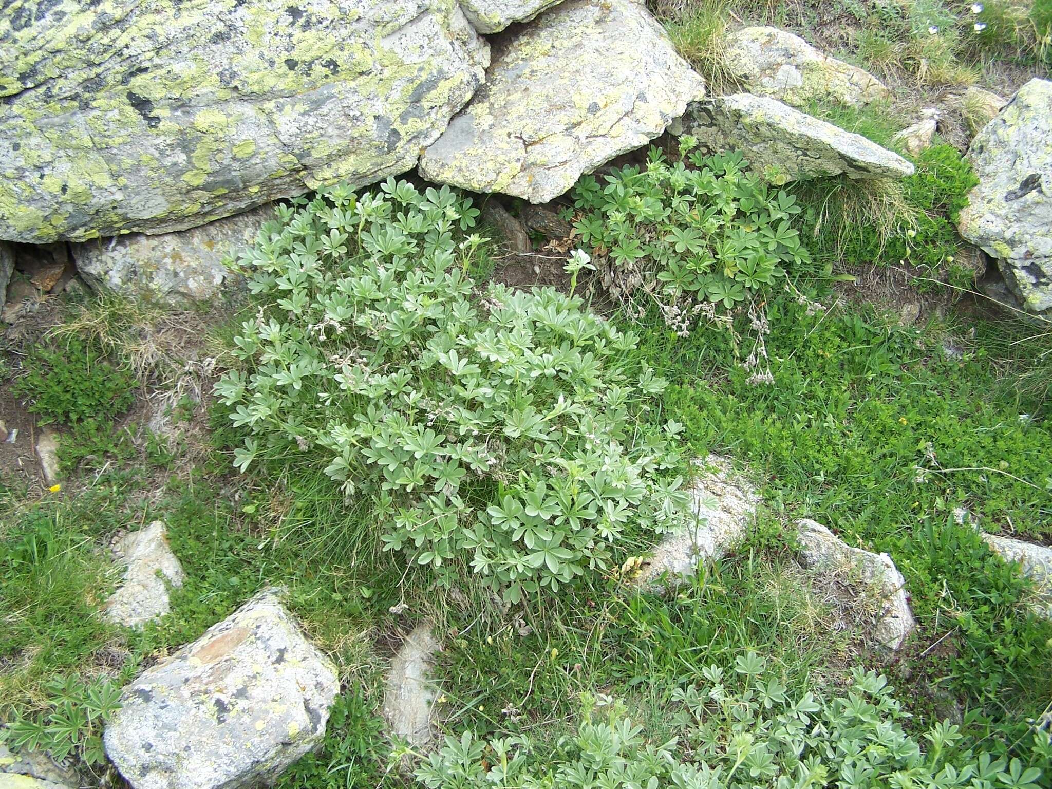 Image of Potentilla valderia L.