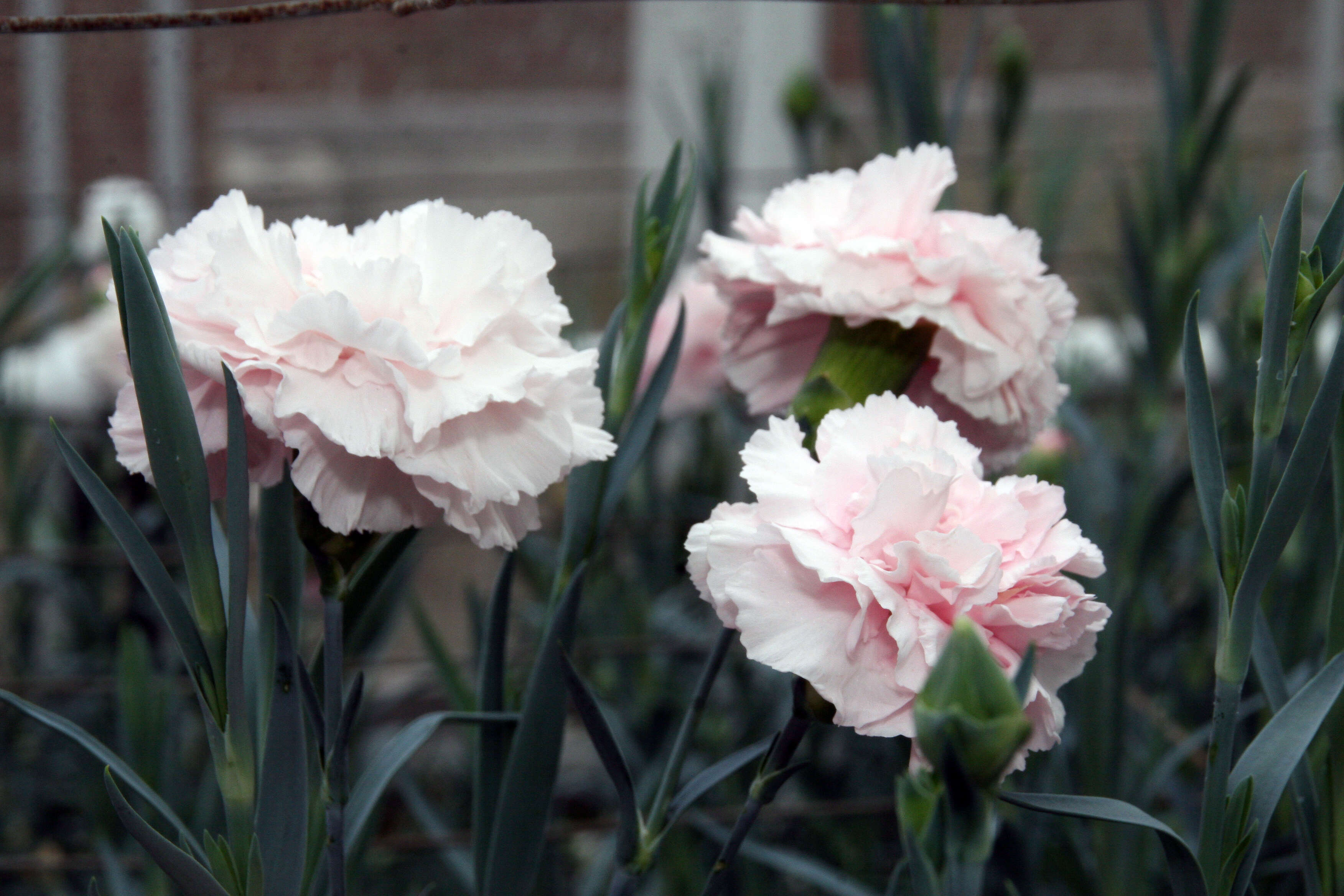 Image of carnation