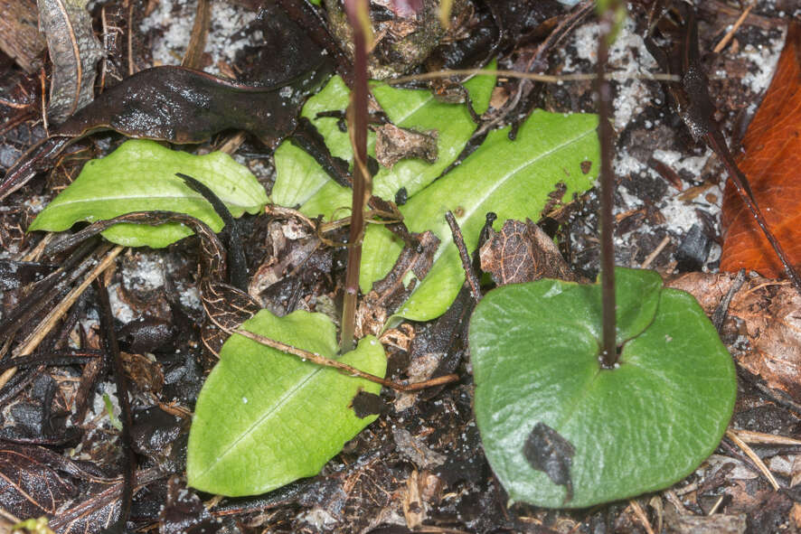 Image of Common wasp orchid