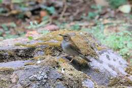 Image of Grey-sided Thrush